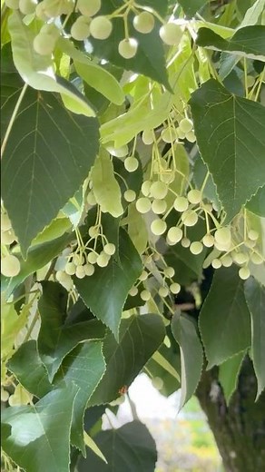 【ボダイジュ（菩提樹）の若い実（果実）】シナノキ科の植物で、お釈迦様が悟りを開いたとされるインド菩提樹とは種類が異なる（2026年6月21日）