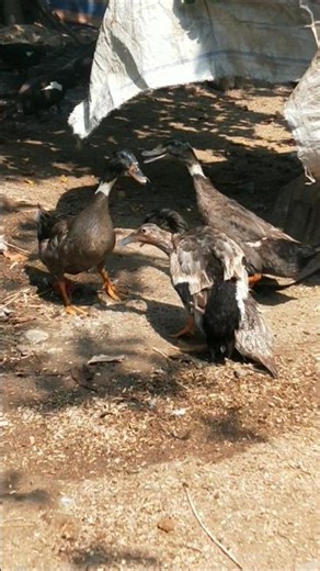 Indian runner duck farming in Indian village #ducklingspro #duckfarmer #duck #duckfarm #ducklings