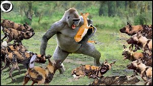 1.4M views · 17K reactions | Super Power of King Swamp in the Wild Cheetah Impala Python u0026 Crocodile Fight Each Other.mp4 | Wild life Animals | Facebook