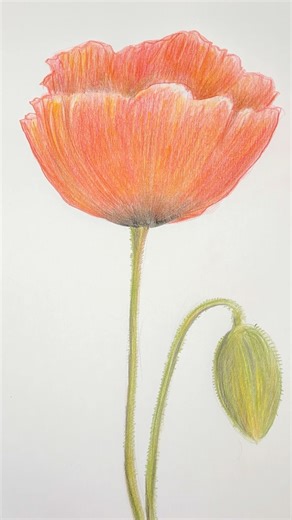 Poppy 🌷#coloredpencils #arttutorial #drawingtutorial