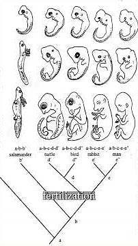 From Common Origins to Differentiation: What Embryos Teach Us About Life