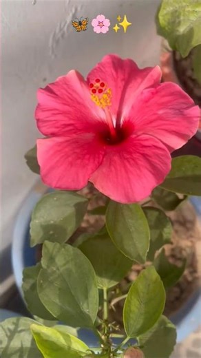 Beautiful flowers✨🌸#garden #flowers #gardening#terracegarden #winterflower #ytshortsvideo