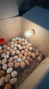 Diy- Cardnpard egg incubator | Mian Inventions