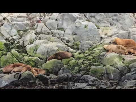 Ushuaia, Argentina catamaran tour through the Beagle Channel.