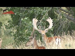 New Zealand Hunting Fallow Buck