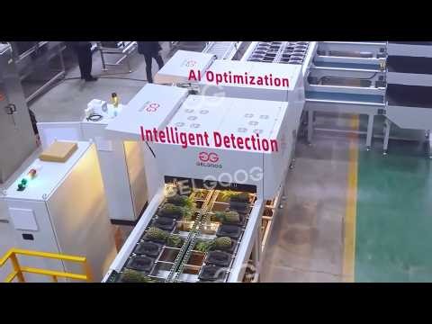 Pineapple Washing and Waxing Processing Test | Full Factory Demonstration