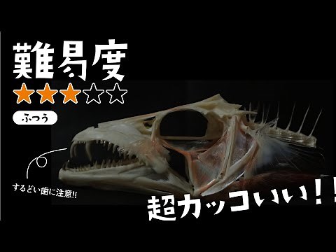 魚 骨格標本の作り方:とてもよくわかるタチウオの頭骨の組み立て