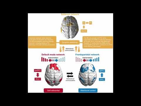 insula, acc & salience network NotebookLM