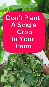 Don't Plant A Single Crop In Your Farm 👌💯🇳🇬🇨🇲 #crops #nigeria #diaspora #trendingreelsvideo #fypviralシ | Njieforti Princewill Gana
