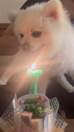 ミルク7才のお誕生日🐶🎂 Happy 7th Birthday, Milk! ￼
