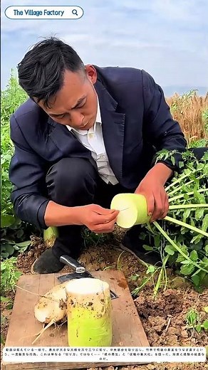 大根を三分割：根の真ん中を抜いて、竹串で再植える驚きの農法