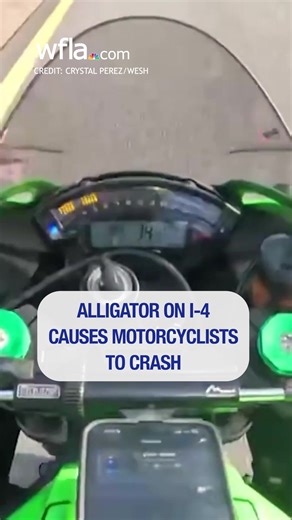 GATOR CAUSES CRASH: Two motorcyclists in Florida are recovering after they hit an alligator that was sitting in the middle of a lane on Interstate 4 over the weekend. https://bit.ly/3HqOCvG | WFLA News Channel 8