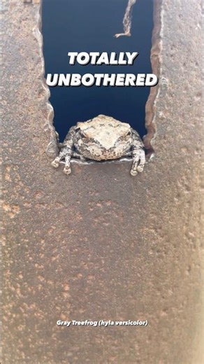 Tree frog just chilling