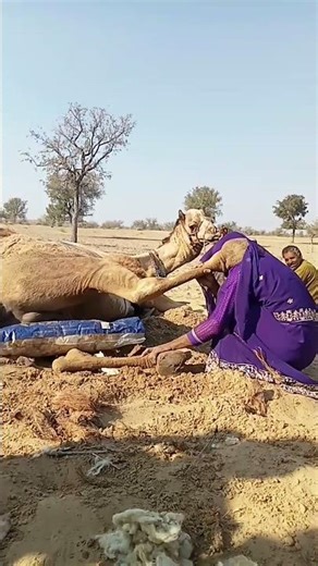 الفتاة وضعت ساق الجمل فوق رأسها وبدأت تنظيفها