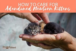 How to Care For Abandoned Kittens - Raising Orphan Cats