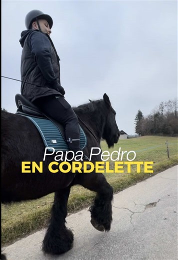 Les défis du cheval de trait