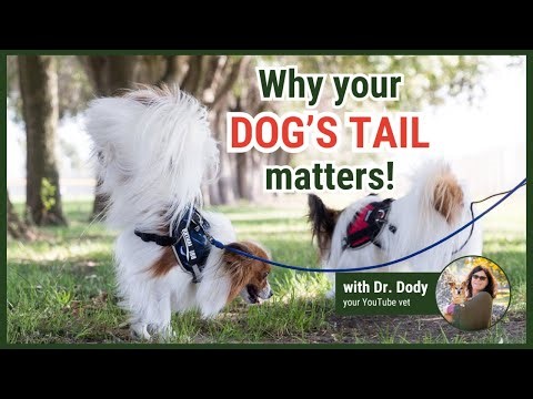 Why Dogs Have Tails (and Why Humans Don’t!)