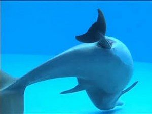 Beautiful Dolphin Birth - Dolphin Give Birth on Camera.Beautiful Record