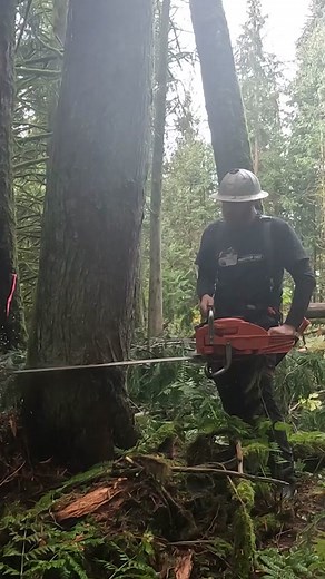 Falling timber and pushing a 36” full comp chain on an 79cc Makita chainsaw