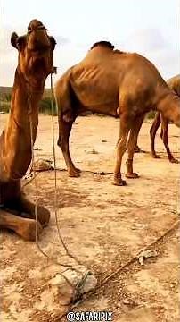 Parte 2 | Camellos: Maestros de la Supervivencia en el Desierto.