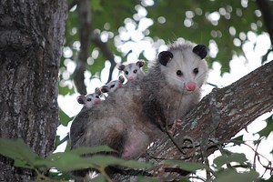 Opossum Reproduction, Pouches, and Babies (Explained)