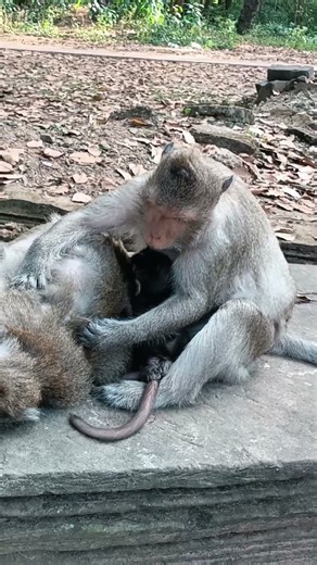 Monkeys are relaxing | hygiene and grooming session |#cuteanimals #monkey #viralvideo #animals