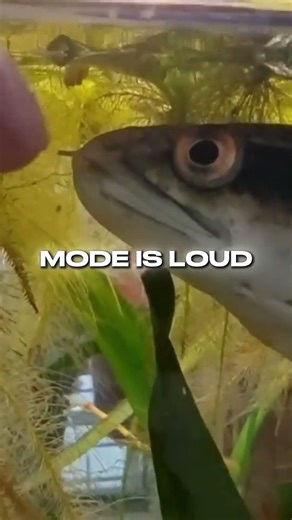 Why Fish Live Well… Then Die Later