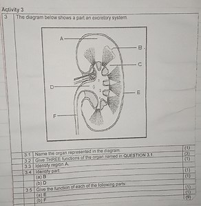 The diagram below shows a part of an excretory system.1 Name ... | Filo