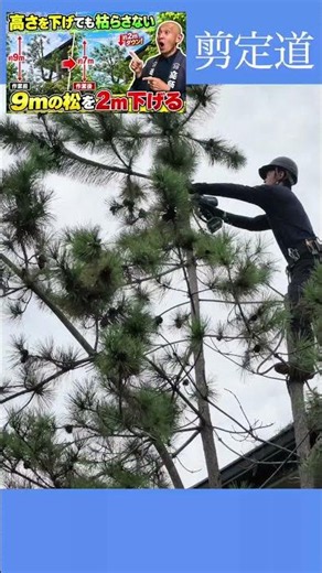 Tall Pine Pruning: [Safely] Lowering Height Without Killing the Tree (For Experts) #GardenTreeMan...