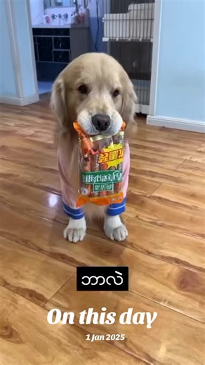 狗狗与香肠：有趣的一天