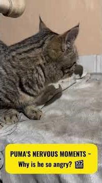 PUMA IS REALLY ANGRY TODAY! ✨; Don't touch his tail 🌟 The Successor of Brave Tom!