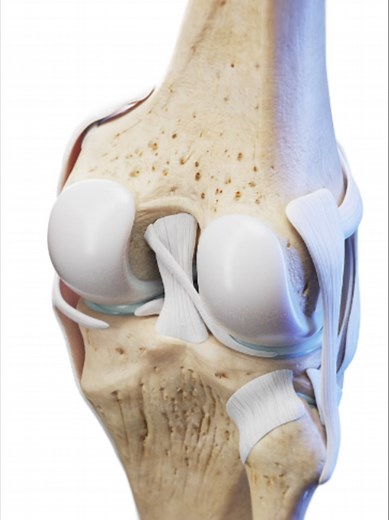 The knee in motion. 3 bones, 4 ligaments, 2 menisci. The most commonly injured joint in sports. Link in bio. All animations created using SciePro 3D anatomy models. #KneeAnatomy #Anatomy #MedicalAnimation #LearnOnTikTok #SciePro