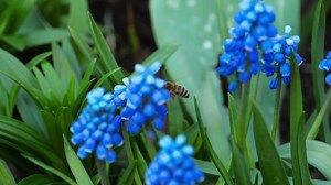 Download Bumblebee insect collects pollen on blue flower muscari for free