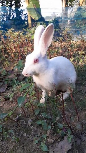 ​How to Care for Pet Rabbits (Black and White): Beginner's Guide 🐰