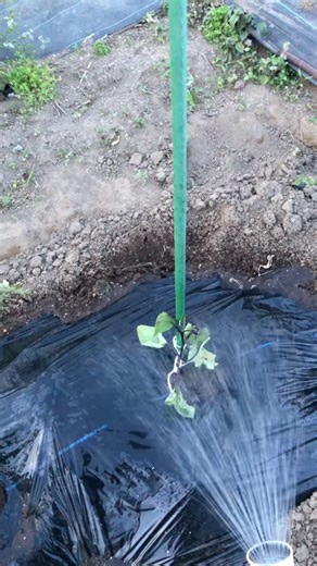 Làm vườn ở Nhật trồng cà tím #nostalgia #music #farming #nharuamit #garden #lamvuon #catim #japan