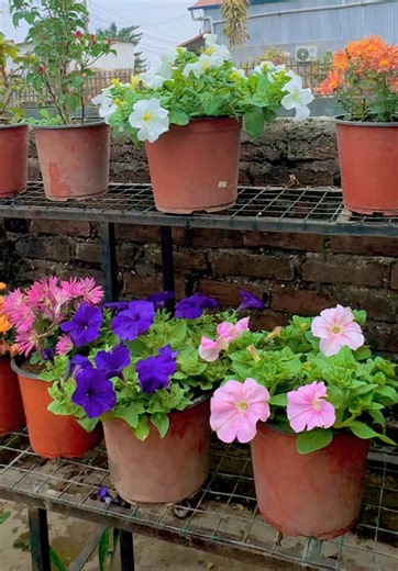 Seasonal Flowers Available at Our Garden Centre