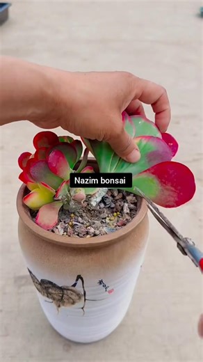 Propagation of Echeveria elegans by beheading and cuttings #Succulents #Succulents #bonsai