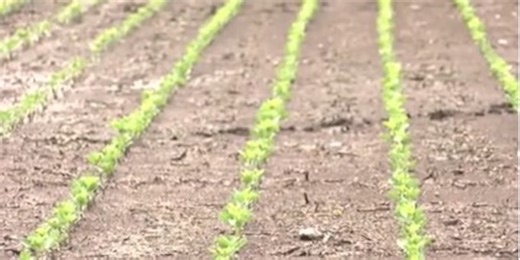 USDA declares disaster areas for many Alabama counties after winter drought