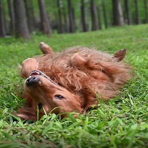 Play the Lucky Lottery, and do what you love! Over 200 guaranteed weekly winners means more chances to win. Top prize of £1,000, plus you’ll be automatically entered into our quarterly Superdraw of £10,000! 16 , GB only. Ts&Cs apply. [Visual Description: Lucky Lottery advert featuring Lucky Lottery players, along with our puppies] | Guide Dogs UK