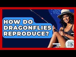 How Do Dragonflies Reproduce? - Chasing Big Fish