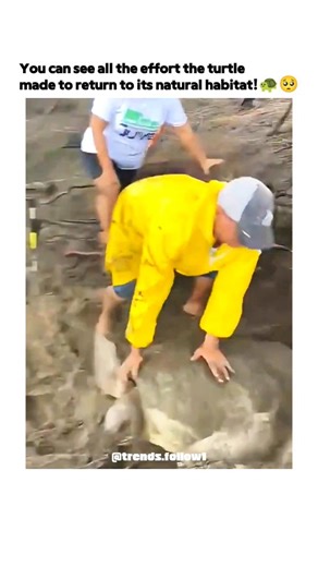 Films | Movies | Tv series on Instagram: "This viral post from @Axaxia88 captures a heartfelt sea turtle rescue on a Honduran beach, showing rescuers digging the exhausted animal from mud before it labours towards the waves, amassing over 4 million views and 30,000 likes in under 24 hours for its emotional appeal. The video depicts a large olive ridley turtle, likely a nesting female, exerting immense effort to flip through sand using its flippers, highlighting the species' innate drive to retur