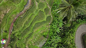 Walking paths winding through a traditional Balinese rice paddy field. Drone view