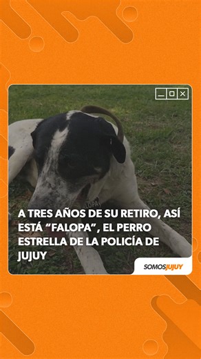 🐕‍🦺 Falopa, es un perro mestizo rescatado en el dique La Ciénaga por el Sargento 1° Marcos Aramayo de nuestra Unidad Especial K-9. Adoptado y entrenado, se convirtió en un valioso integrante y aunque inicialmente fue pensado para detección de estupefacientes, de allí su llamativo nombre, se destacó en la búsqueda de personas desaparecidas durante cuatro años de servicio Tras su retiro en el año 2022, fue adoptado por su camarada, el Sargento Alan Prieto, con quien había construido un vínculo i