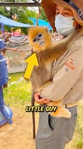 The golden snub nosed monkey looks like a dream pet… but make sure you know about their unusual tendencies! #animals #fypシ #monkeys | ZooLogic