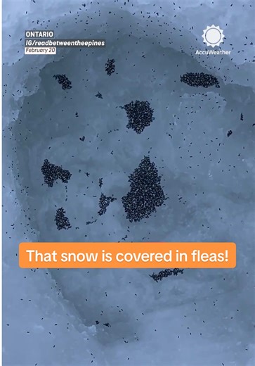 Understanding Snow Fleas: Nature's Tiny Wonders