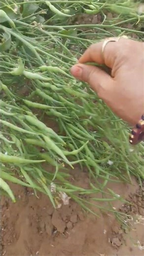 Harvesting of Mogri pods #healthbenefits