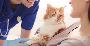 Can a Cat Die from Neutering? All You Need to Know -