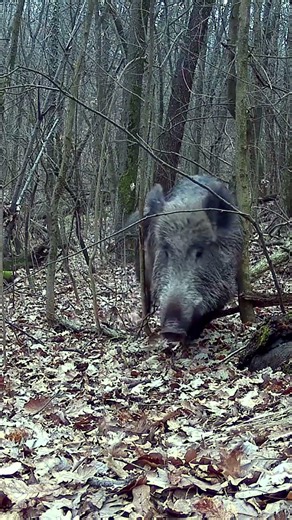 🐗 CINGHIALI in FILA INDIANA! 🏃‍♂️🌲 Ripresi dalla fototrappola nel bosco