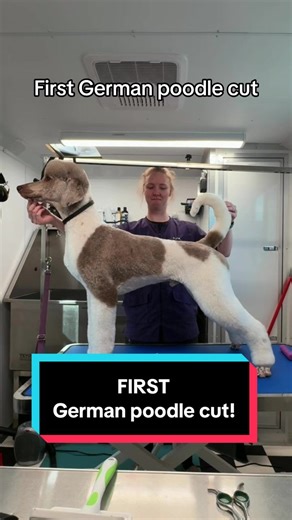 The German cut just fits him so nicely 😍 #poodle #german #standardpoodle #doggrooming #beforeandafter