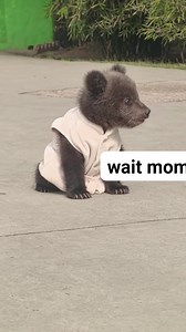 Baby bear cub cute. #bear #cubbear #lovebear #alittlebear | Life Time Wild
